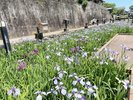 菖蒲の花