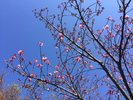 河津桜
