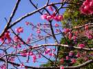 日本一早咲き。八重岳(本部町)の寒緋桜(かんひざくら)1月〜2月が見ごろなんですよ。