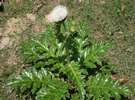 しまあざみ葉に小さなトゲがあるのでご注意を。砂浜近くでよく見かける植物です。