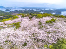 【周辺情報】千巌山の桜(当施設からお車で約25分)