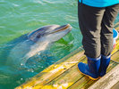 【わくわく海中水族館 シードーナツ】イルカふれあいタイムは予約不要。オプションでえさやり体験も♪