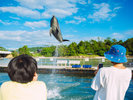 【わくわく海中水族館 シードーナツ】触れ合った後は、ジャンプしたり、自由に遊ぶイルカをご覧ください♪