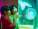 【わくわく海中水族館 シードーナツ】ふわふわと漂うクラゲに癒されます。