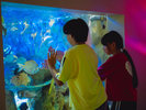 【わくわく海中水族館 シードーナツ】水槽の中を自由に泳ぐお魚たちにお子様も釘付け♪
