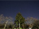樅の木荘のもみの木と星空