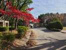 紅葉の季節には綺麗に色づきます。(名城公園)