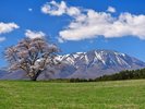 ◆小岩井農場の一本桜と岩手山