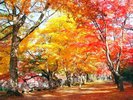 ◆盛岡城跡公園(秋)