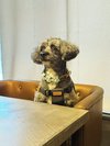 【ご宿泊のお客さま】ゆずちゃん。