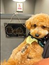 【ご宿泊のお客さま】茶々丸ちゃん 。