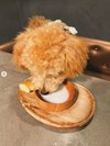 【ご宿泊のお客さま】茶々丸ちゃん。朝ごはんのヤギミルクとヤギミルクパンを美味しそうに食べてくれました