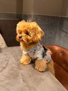 【ご宿泊のお客さま】りんちゃん