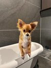 【ご宿泊のお客さま】ムギちゃん。わんちゃん温泉も入ってくれたんだね!
