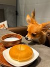 【ご宿泊のお客さま】ムギちゃん。ヤギミルクとヤギミルクパンは気に入ってくれたかな?