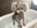 【ご宿泊のお客さま】ランちゃん。わんちゃん温泉に入るとぬれて小さくなっちゃった