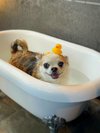 【ご宿泊のお客さま】モモちゃん