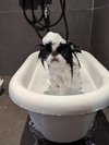 【ご宿泊のお客さま】はるちゃん。わんちゃん用シャンプー&コンディショナーはお貸し出ししています