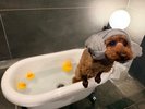 【ご宿泊のお客さま】Kai(カイ)ちゃん。お部屋ではわんちゃん温泉を堪能!