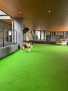 【ご宿泊のお客さま】海ちゃん。ドッグランは全6室なので利用が重なる確率も低いので貸切に近いです