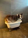【ご宿泊のお客さま】海ちゃん。わんちゃん温泉…というより足湯。バスタブちょおっと小さかったね。