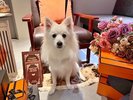【ご宿泊のお客さま】サフィーちゃん。B1Fにラウンジオープン!チェキおいてますのでご自由にお使い下さい