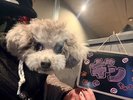 【ご宿泊のお客さま】ギンちゃん