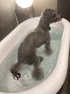 【ご宿泊のお客さま】ギンちゃん