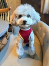 【ご宿泊のお客さま】ギンちゃん