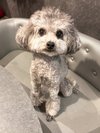 【ご宿泊のお客さま】ギンちゃん