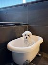 【ご宿泊のお客さま】ちびちゃん。お部屋のわんちゃん温泉もちょこんと座る様子がとっても愛らしい