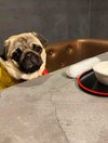 【ご宿泊のお客さま】るるちゃん