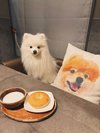 【ご宿泊のお客さま】さとるちゃん。お客様専用の個室&各部屋にランダムでわんちゃんのクッション。