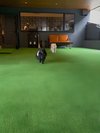 【ご宿泊のお客さま】るるちゃん&りんちゃん