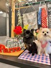 【ご宿泊のお客さま】るるちゃん&りんちゃん