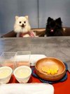 【ご宿泊のお客さま】るるちゃん&りんちゃん