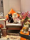 【ご宿泊のお客さま】るるちゃん&りんちゃん