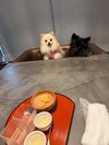 【ご宿泊のお客さま】るるちゃん&りんちゃん