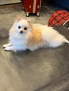 【ご宿泊のお客さま】るるちゃん&りんちゃん