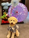 【ご宿泊のお客さま】トトラちゃん