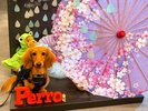 【ご宿泊のお客さま】紬(つむぎ)ちゃん
