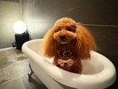 【ご宿泊のお客さま】モアちゃん