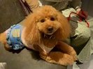 【ご宿泊のお客さま】モアちゃん
