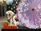 【ご宿泊のお客さま】ラムちゃん&レムちゃん