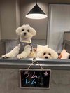 【ご宿泊のお客さま】ラムちゃん&レムちゃん