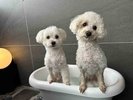 【ご宿泊のお客さま】ラムちゃん&レムちゃん