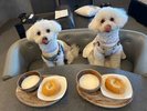 【ご宿泊のお客さま】ラムちゃん&レムちゃん
