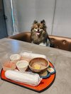 【ご宿泊のお客さま】ハレちゃん ポメラニアン