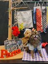 【ご宿泊のお客さま】ハレちゃん ポメラニアン