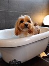 【ご宿泊のお客さま】Tiffany(ティファニー)ちゃん マルプー